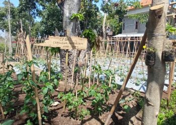 Ditengah Pandemi, Warga Desa Jinengdalem Manfaatkan Lahan Tak Produktif Dan Teknologi Perawatan Tanaman Untuk Ketahanan Pangan