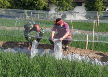 Pemkab Buleleng  Kembangakan Mina Padi Untuk Produktivitas Pertanian