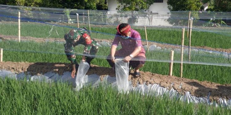 Pemkab Buleleng Kembangakan Mina Padi Untuk Produktivitas Pertanian