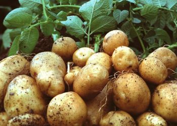 Buat Kamu Suka Kentang,Yuk Intip 5 Jenis Olahan Makanan Dari Kentang