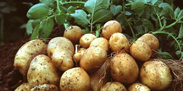 Buat Kamu Suka Kentang,Yuk Intip 5 Jenis Olahan Makanan Dari Kentang