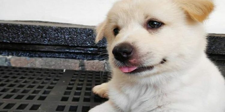 Peminat Anjing Kintamani Meningkat, Harga Pasaran Dari 1,5 juta