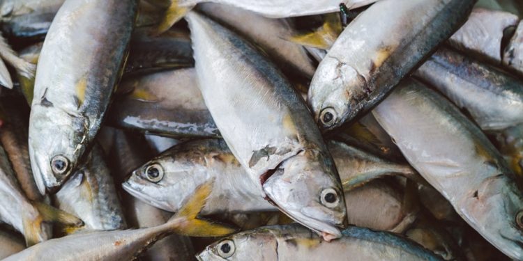 Sederhana & Enak, Berikut Ini Berbagai Resep Unik Ikan Tongkol