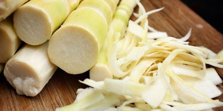 Rebung,Si Tunas bambu Dengan Berbagai Khasiat Bagi Kesehatan Tubuh