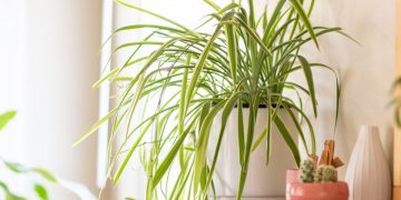 Buat Kalian Para Pemula, Berikut Ini Tanaman Hias Yang Bisa Kalian Coba