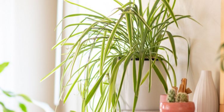 Buat Kalian Para Pemula, Berikut Ini Tanaman Hias Yang Bisa Kalian Coba