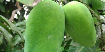 Miliki Banyak Vitamin, Berikut Ini Manfaat Buah Mangaa Bagi Ibu Hamil