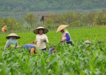 Enteng Modal & Mudah, Berikut Ide Bisnis Pertanian Yang Bisa Kalian Coba