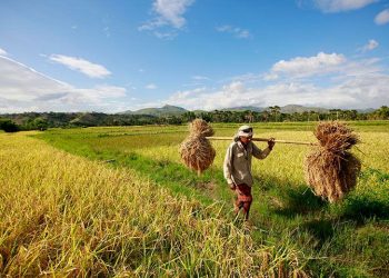 Hari Agraria Nasional, Berikut Fakta Sejarah Pertanian Di Indonesia Yang Wajib Kalian Ketahui
