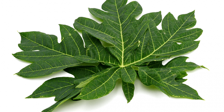 3 Resep Praktis Dan Enak Berbahan Daun Pepaya