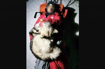 Seperti Hachiko, Anjing Satu Ini Setia Menunggu Pemiliknya Yang Celaka