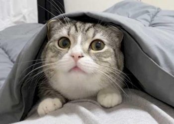 Jepang Punya Hari Kucing Nasional, Nyan Nyan Nyan Namanya