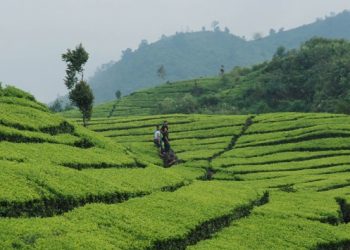 Destinasi Wisata Kebun Teh di Indonesia