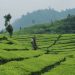 Destinasi Wisata Kebun Teh di Indonesia