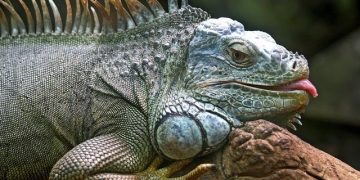 Iguana Mengidap Gula Darah Tinggi Gara-Gara Ulah Turis