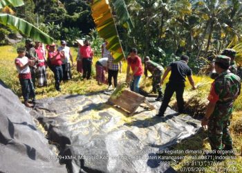 Tinggi, Hasil Panen Perdana Padi Organik Varietas Ngaos Sri Kuning di Subak Bakung Sidemen
