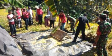Tinggi, Hasil Panen Perdana Padi Organik Varietas Ngaos Sri Kuning di Subak Bakung Sidemen