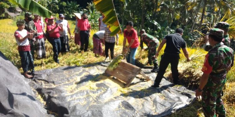 Tinggi, Hasil Panen Perdana Padi Organik Varietas Ngaos Sri Kuning di Subak Bakung Sidemen