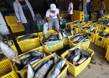 Dampak Pengendalian Pandemi, Ekspor Ikan Kembali Membaik