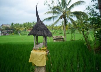 Makna Perayaan Hari Raya Soma Ribek di Bali Menurut Agama Hindu