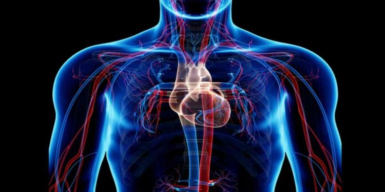 Cara Menjaga Kesehatan Organ Peradaran Darah Manusia
