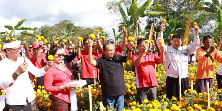 Perluas Varietas Bunga Gemitir dengan Pola Benih dan Stek