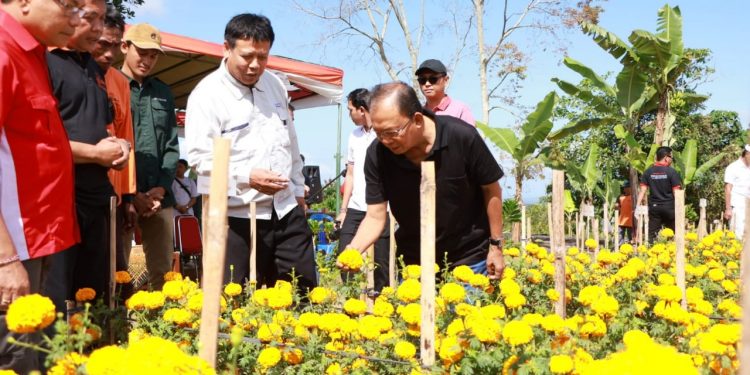 Gubernur Koster Berhasil Bikin Terobosan Kembangkan Benih Bunga Gemitir