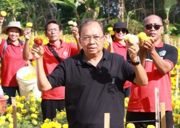 Upaya Cerdas Gubernur Koster Menekan Import Benih Bunga Gemitir