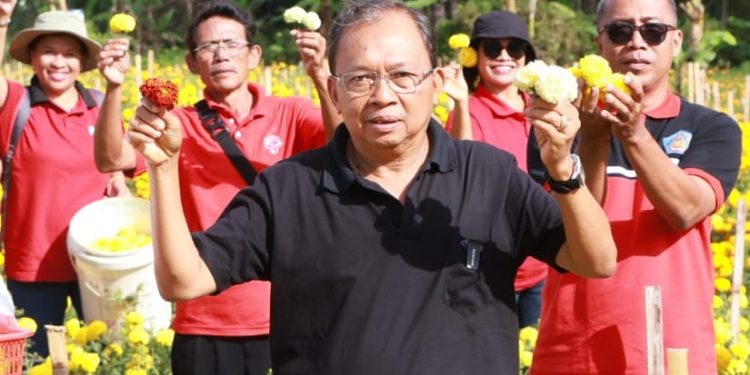 Upaya Cerdas Gubernur Koster Menekan Import Benih Bunga Gemitir