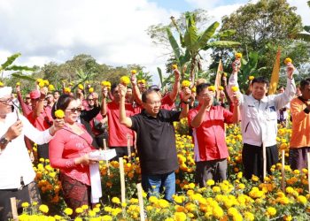 Alasan Gubernur Koster Mengembangkan Benih Bunga Gemitir