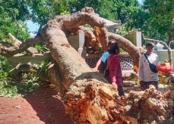 Pura di Bugbug Karangasem Terdampak Kerusakan Akibat Tumbangnya Pohon Pule Raksasa