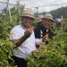 Panen Cabai dan Bawang di Desa Songan B, Pj. Gubernur Bali Ucapkan Terimakasih Kepada Para Petani