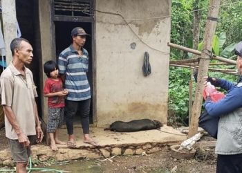 Jumlah Kasus Babi Mati di Karangasem Terus Bertambah, Menimbulkan Keresahan di Kalangan Peternak