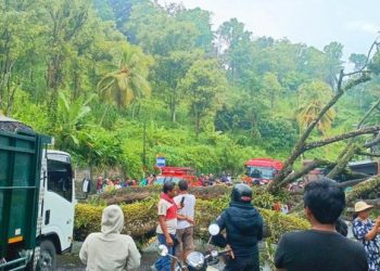 Tabrakan Terjadi Akibat Pohon Tumbang di Karangasem, 2 Mobil Ringsek dan Lalulintas Tersendat