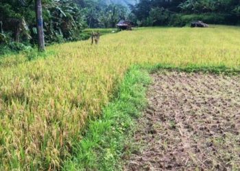 Petani Gagal Panen Akibat Benih Padi Bantuan Kabupaten Karangasem