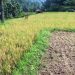 Petani Gagal Panen Akibat Benih Padi Bantuan Kabupaten Karangasem