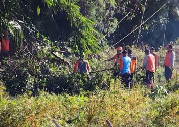Sejumlah Pohon Tumbang di Klungkung Akibat Hujan Angin Sepanjang Hari