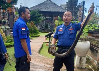 Penemuan Ular Besar di Objek Wisata Kerta Gosa Bali Mengejutkan