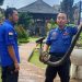Penemuan Ular Besar di Objek Wisata Kerta Gosa Bali Mengejutkan