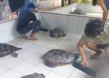 Polisi Sita 15 Penyu Selundupan di Jembrana, Dirawat di Konservasi