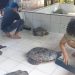 Polisi Sita 15 Penyu Selundupan di Jembrana, Dirawat di Konservasi