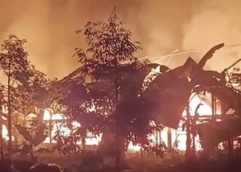 15 Ribu Ayam Terpanggang dalam Kebakaran Kandang, Kerugian Capai Rp 1,5 Miliar