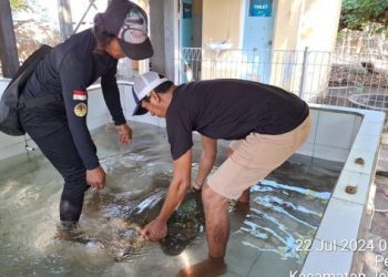 Penyu Lekang Ditemukan Lemas di Pantai Yeh Kuning Jembrana