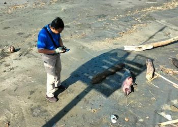 Lumba-Lumba Hidung Botol Ditemukan Mati Membusuk di Pantai Rambutsiwi, Jembrana