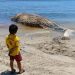 Rahang Bawah Paus Sperma yang Terdampar di Pantai Banyuning Diduga Dicuri Setelah Hilang