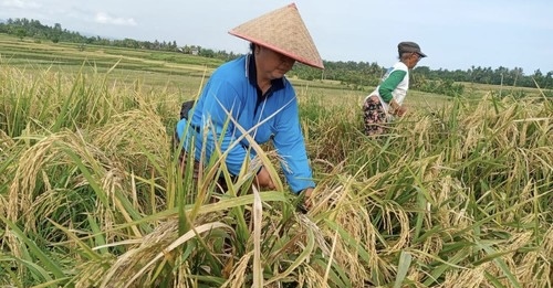 Petani di Jembrana Mengeluh Harga Gabah Turun Drastis dan Kesulitan Mencari Tenaga Panen