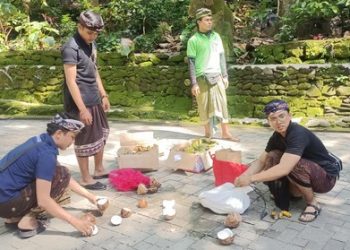 Sisa Persembahan Galungan Diberikan kepada Monyet di Monkey Forest untuk Cegah Limbah Makanan