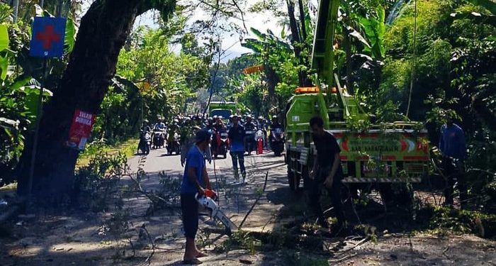 Cegah Truk Tabrak Pohon, DLH Karangasem Lakukan Pemangkasan Dahan