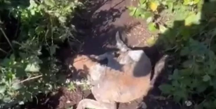 Anjing Rabies Gigit 15 Pendaki di Tabanan, Enam Orang Jalani Perawatan di Puskesmas