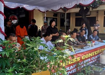Polda Bali Ungkap WN Belanda Budidayakan Ganja Hidroponik di Rumah